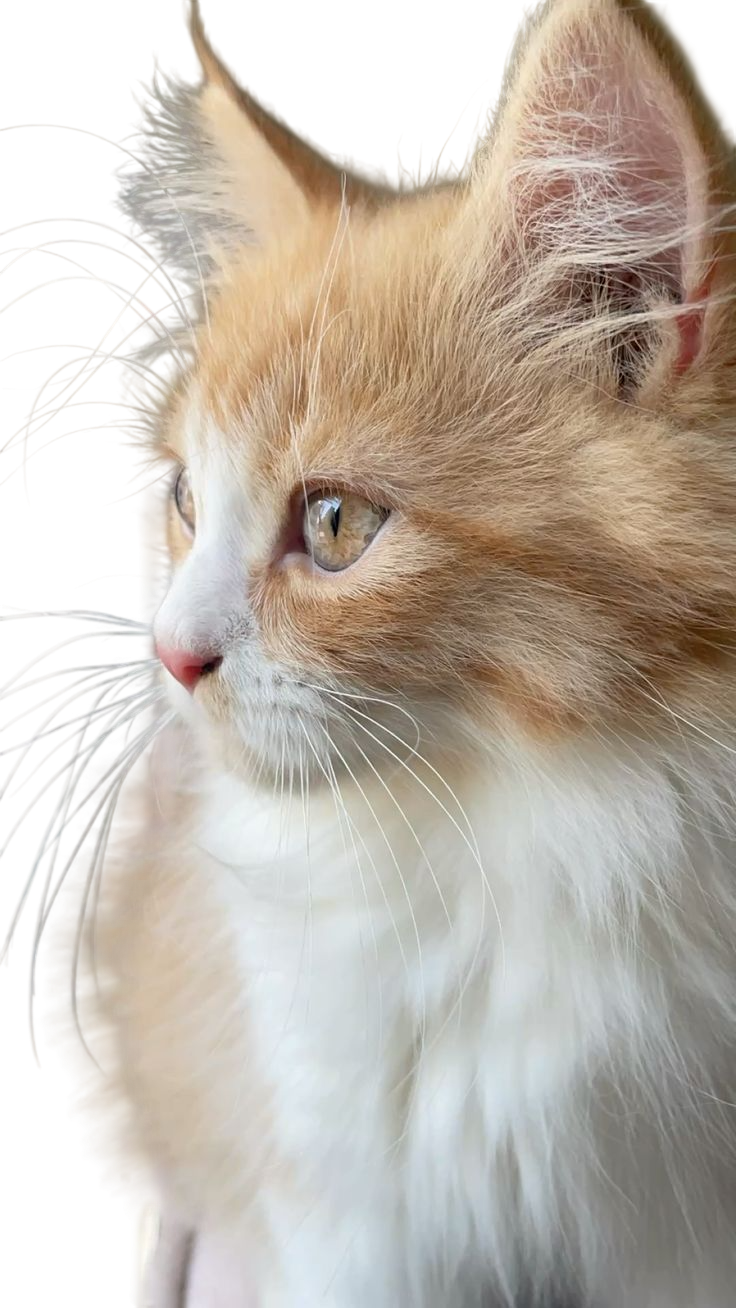 Cat calm with healthy reinforced habits